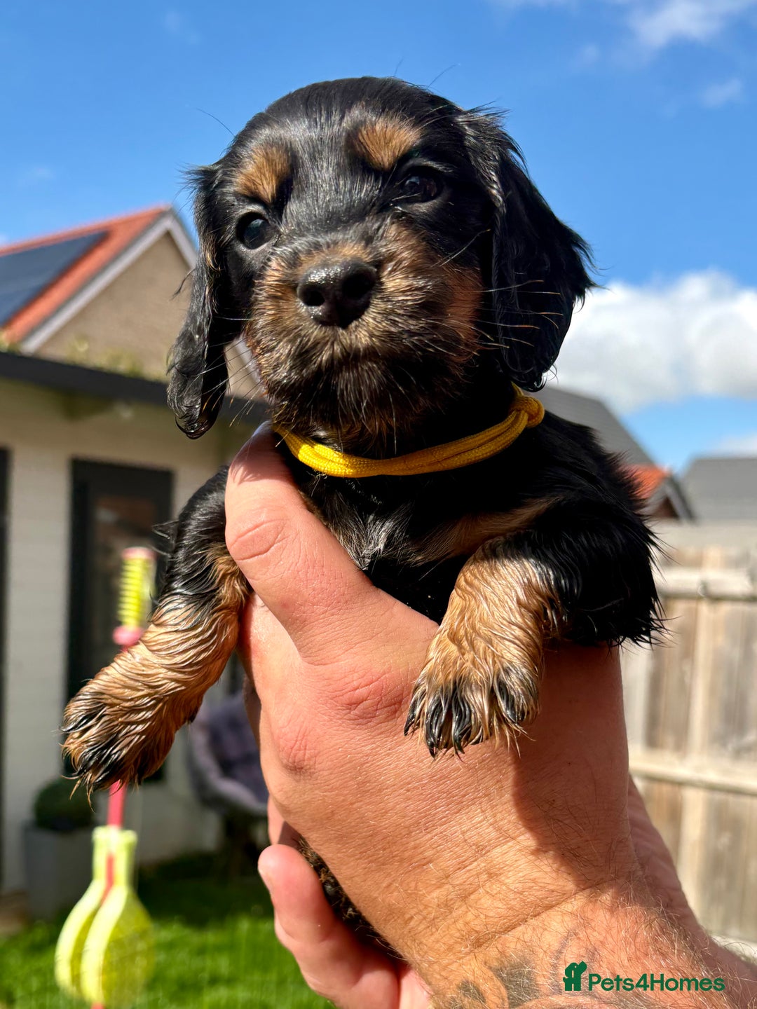 Cocker Spaniel dogs for sale: Cocker Spaniel puppies - Image 3