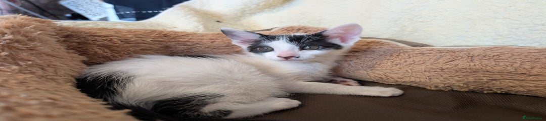 Oriental Kitten 1