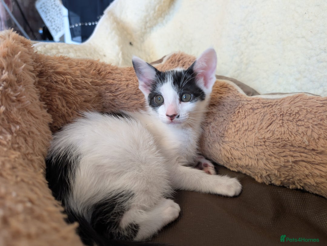 Oriental cats for sale: Orientals for sale  - Image 10