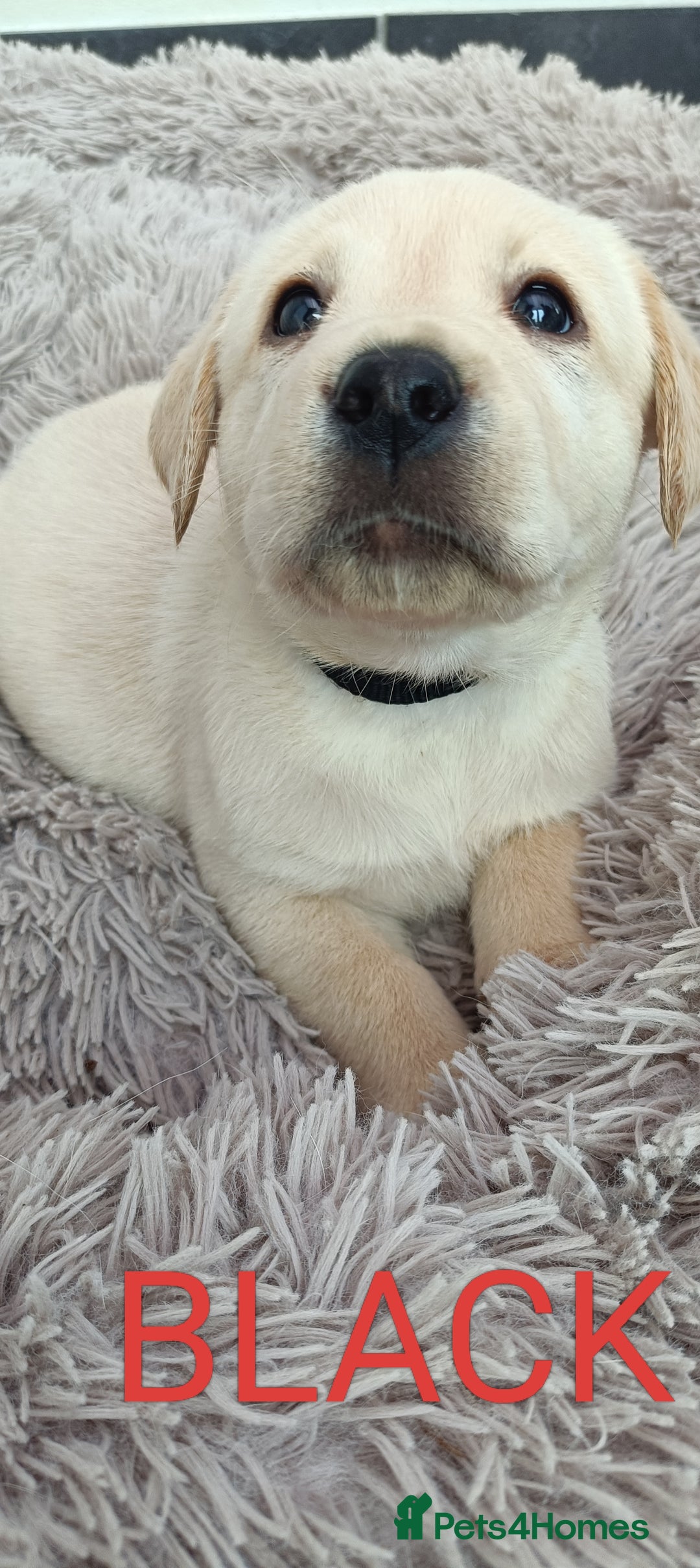 Labrador Retriever dogs for sale: Labrador puppies  - Image 4