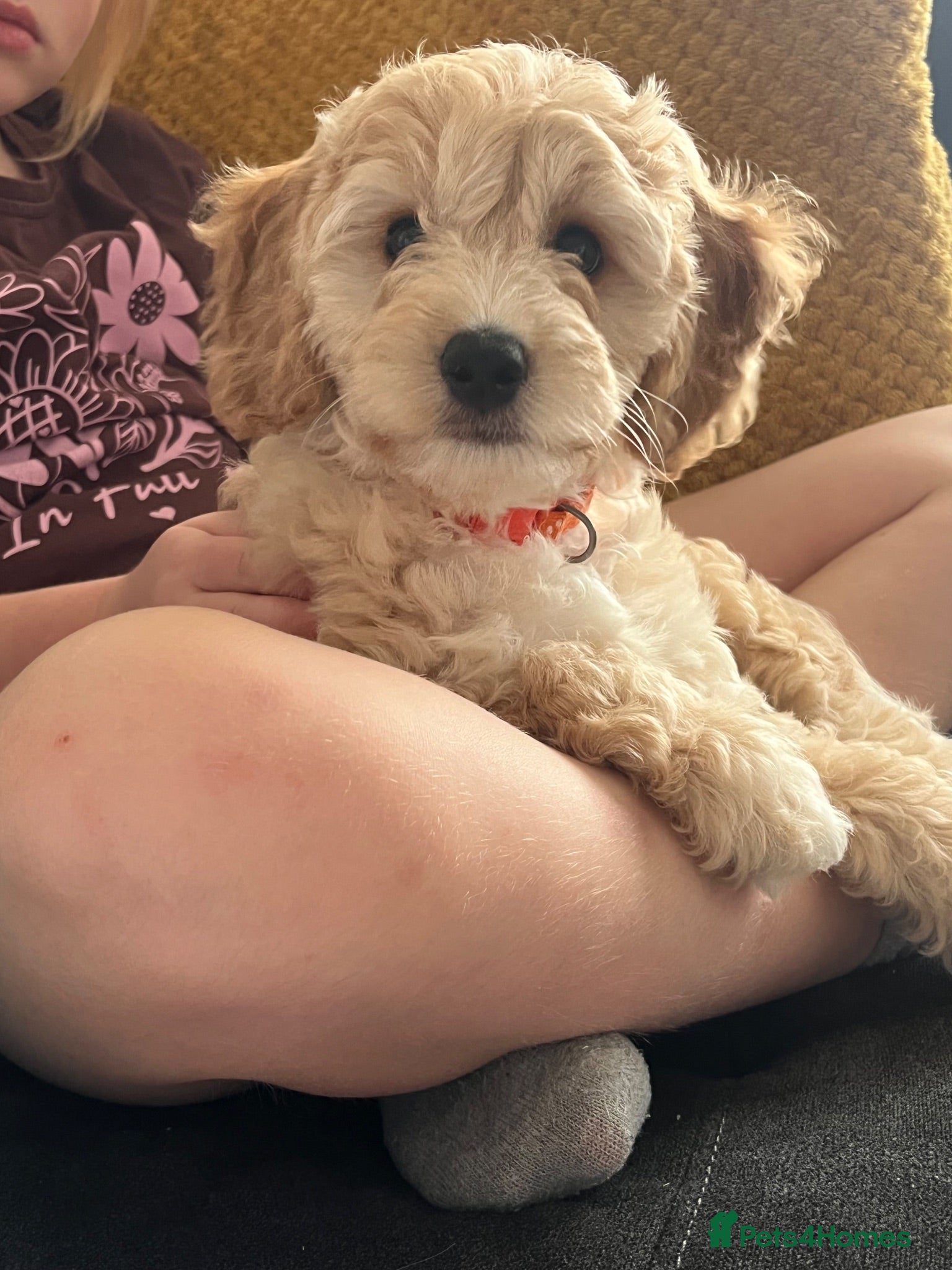 Cavapoochon dogs Last girl left *Cavapoochon puppy **ready now** - Advert 1