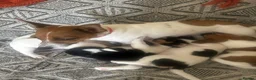 Jack Russell dogs for sale: Miniature Jack Russell  - Advert 11