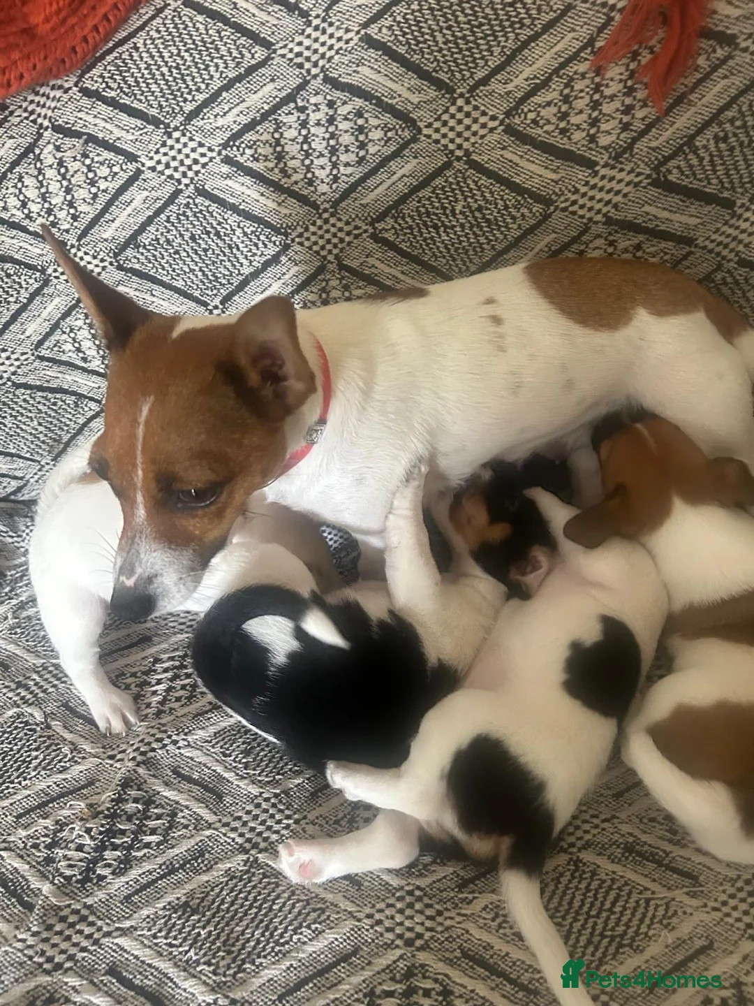 Jack Russell dogs for sale: Miniature Jack Russell  - Advert 11