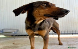 Mixed Breed dogs for adoption: Scout (Small Shepherd/Hound mix) - Image 10