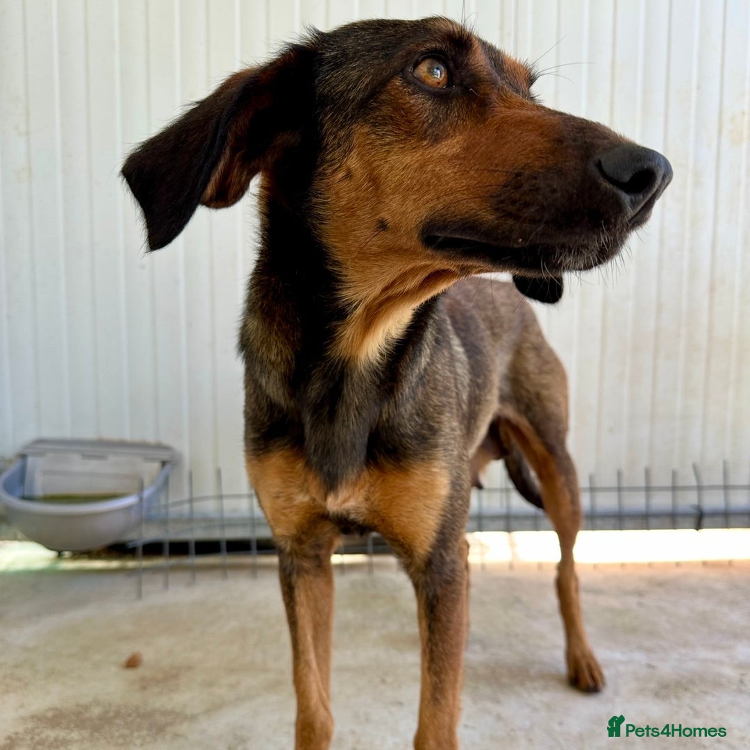 Mixed Breed dogs for adoption: Scout (Small Shepherd/Hound mix) - Image 10
