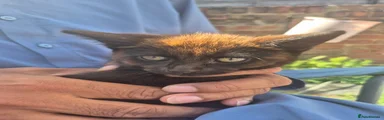 Norwegian Forest Cat 2
