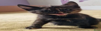 Mixed Breed 4