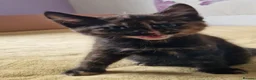 Mixed Breed cats for sale: Kittens for sale looking for loving homes - Advert 6