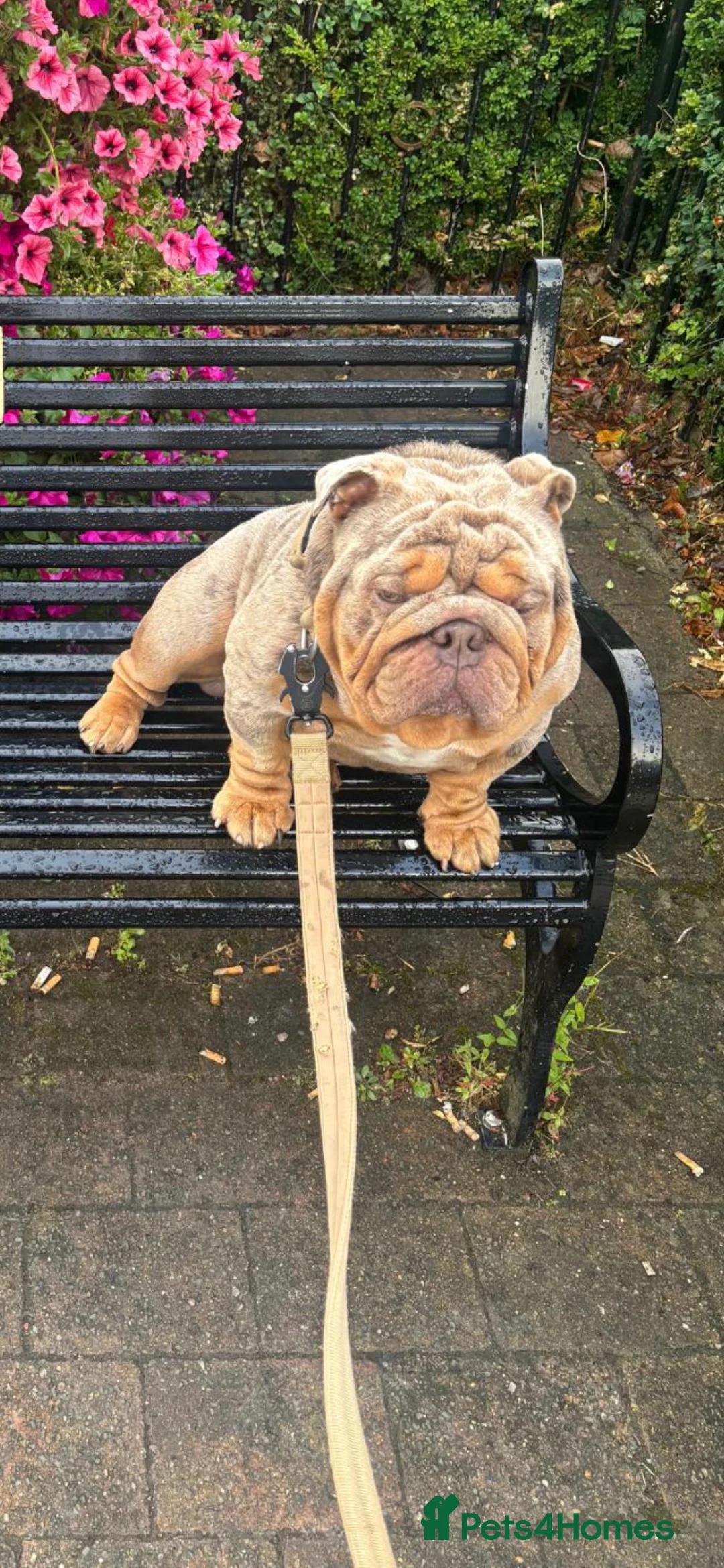 English Bulldog dogs for stud: Lilac merle English Bulldog Stud - Advert 7