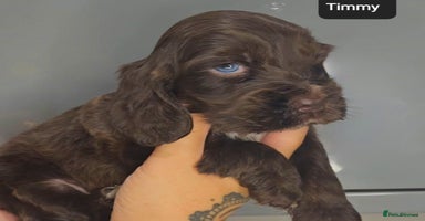 Cocker Spaniel dogs - Advert 3