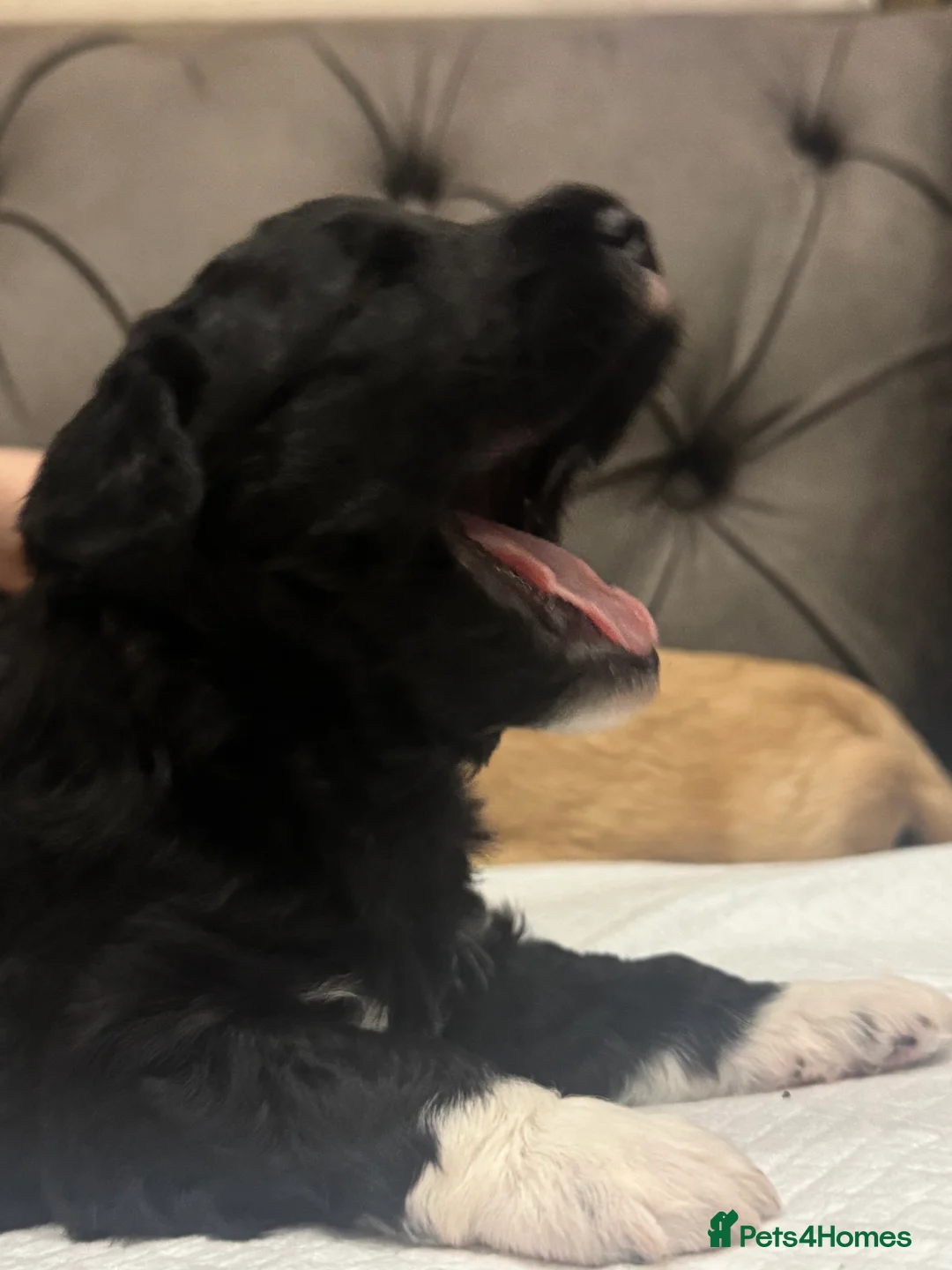 Mixed Breed dogs for sale: Double Doodle X Border Collie puppies - Advert 10