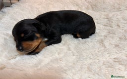 Miniature Pinscher dogs for sale: Gorgeous MinPin Puppies-Ready from 8th Dec! - Advert 10