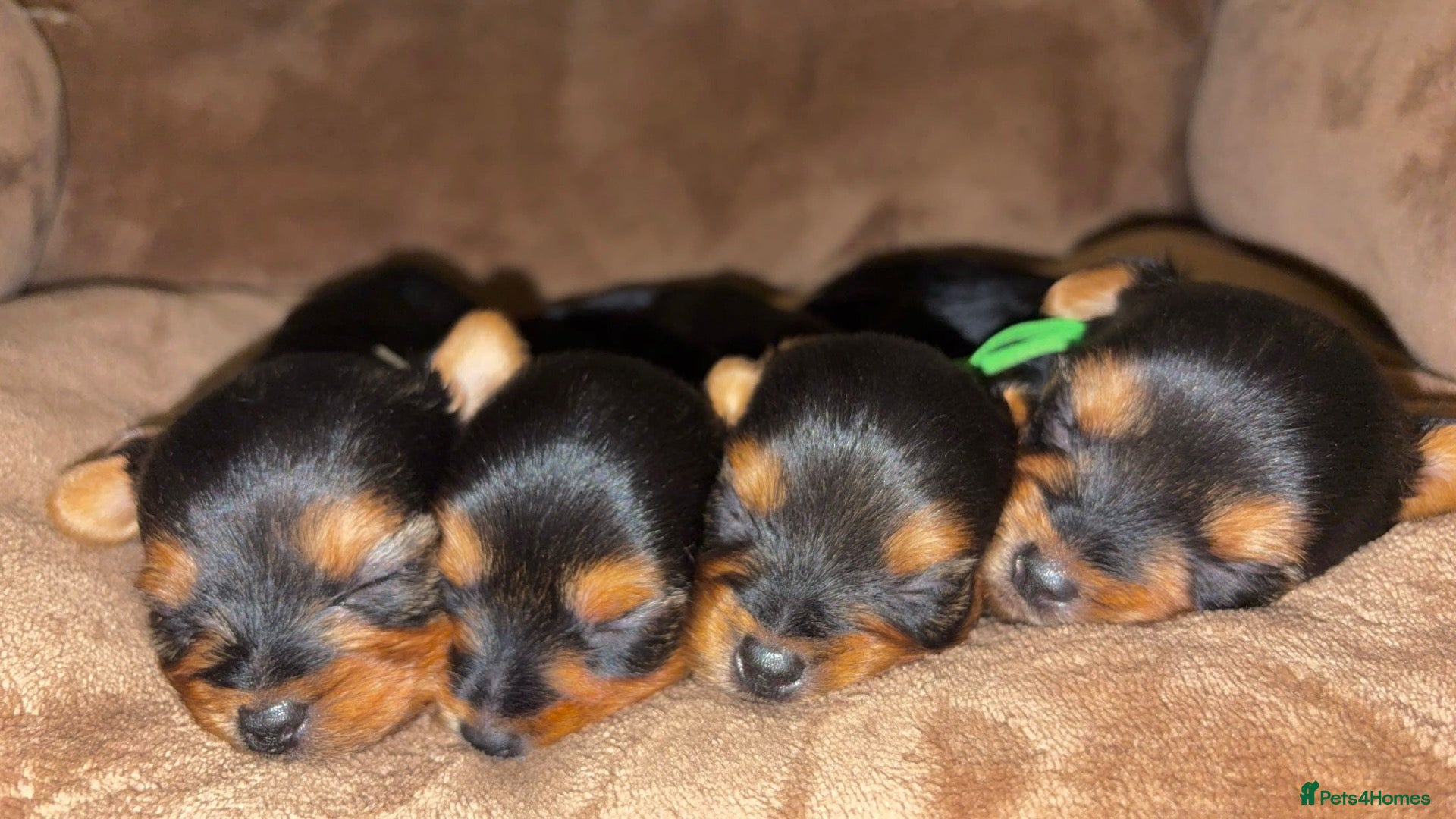 Yorkshire Terrier dogs Yorkshire terrier puppy’s  - Advert 12