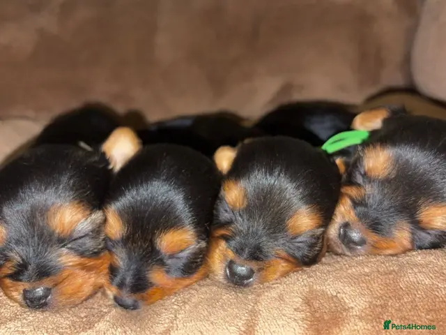 Yorkshire Terrier dogs Yorkshire terrier puppy’s - Advert 12