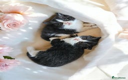Scottish Fold cats for sale: Bundle of 11 Scottish fold Straight Ears Kittens - Image 21