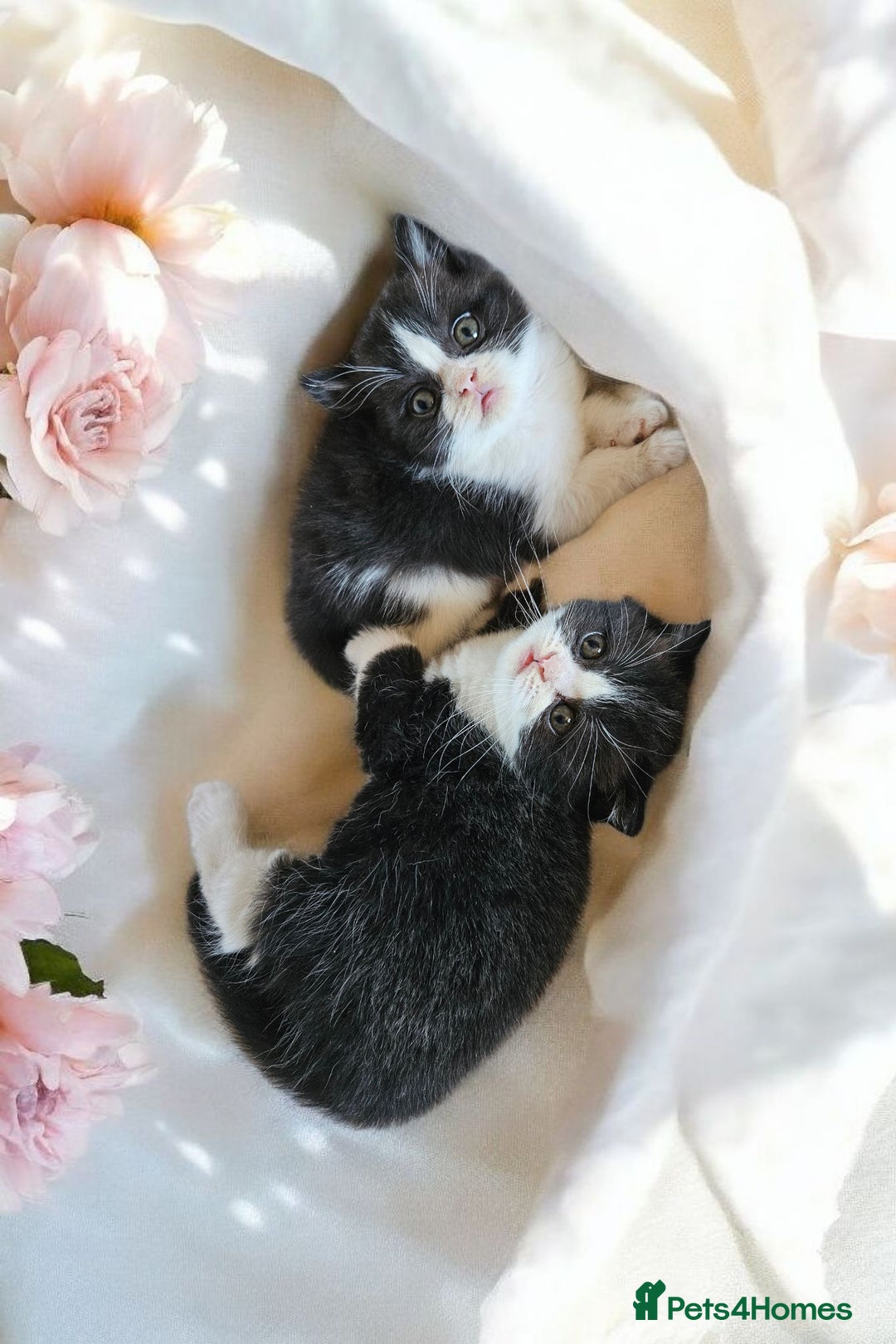 Scottish Fold cats for sale: Bundle of 11 Scottish fold Straight Ears Kittens - Image 21