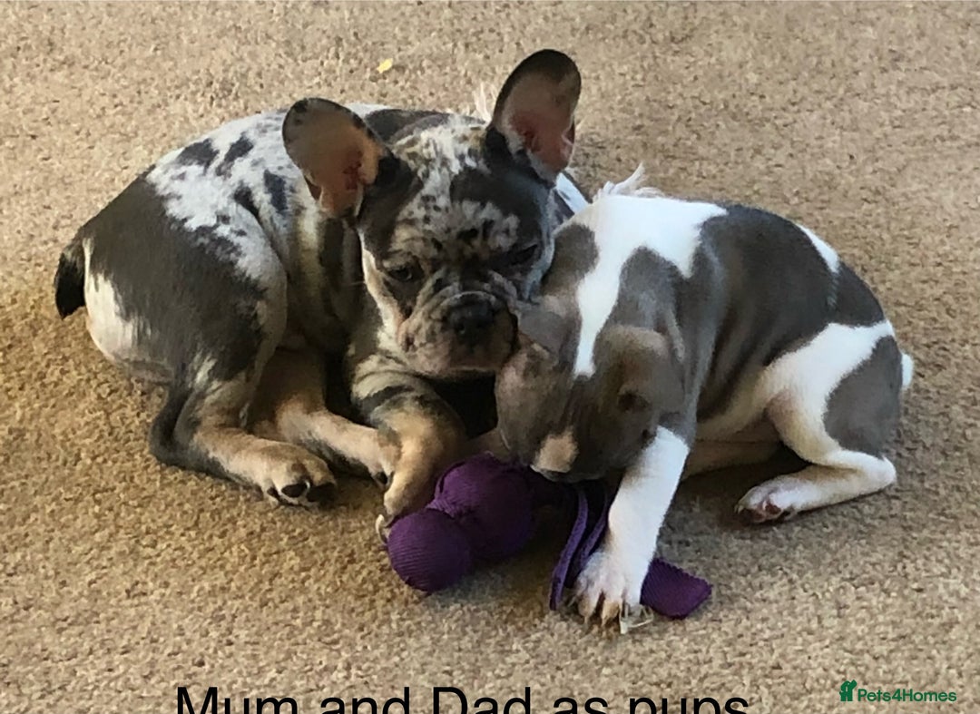 French Bulldog dogs for sale: French bulldog puppies with blue and merle  - Image 3