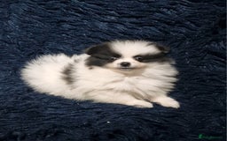 Pomeranian dogs for sale: Panda the Pomerainian  - Image 2