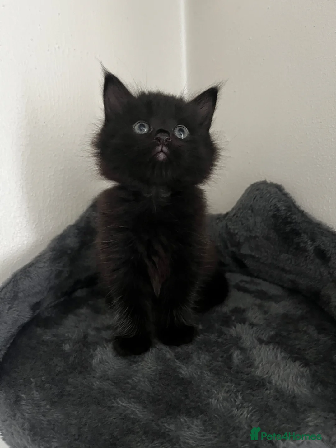 Mixed Breed cats for sale: 3 Kittens for sale  in Luton - Advert 4