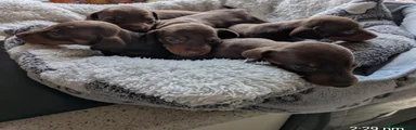 Dachshund 2