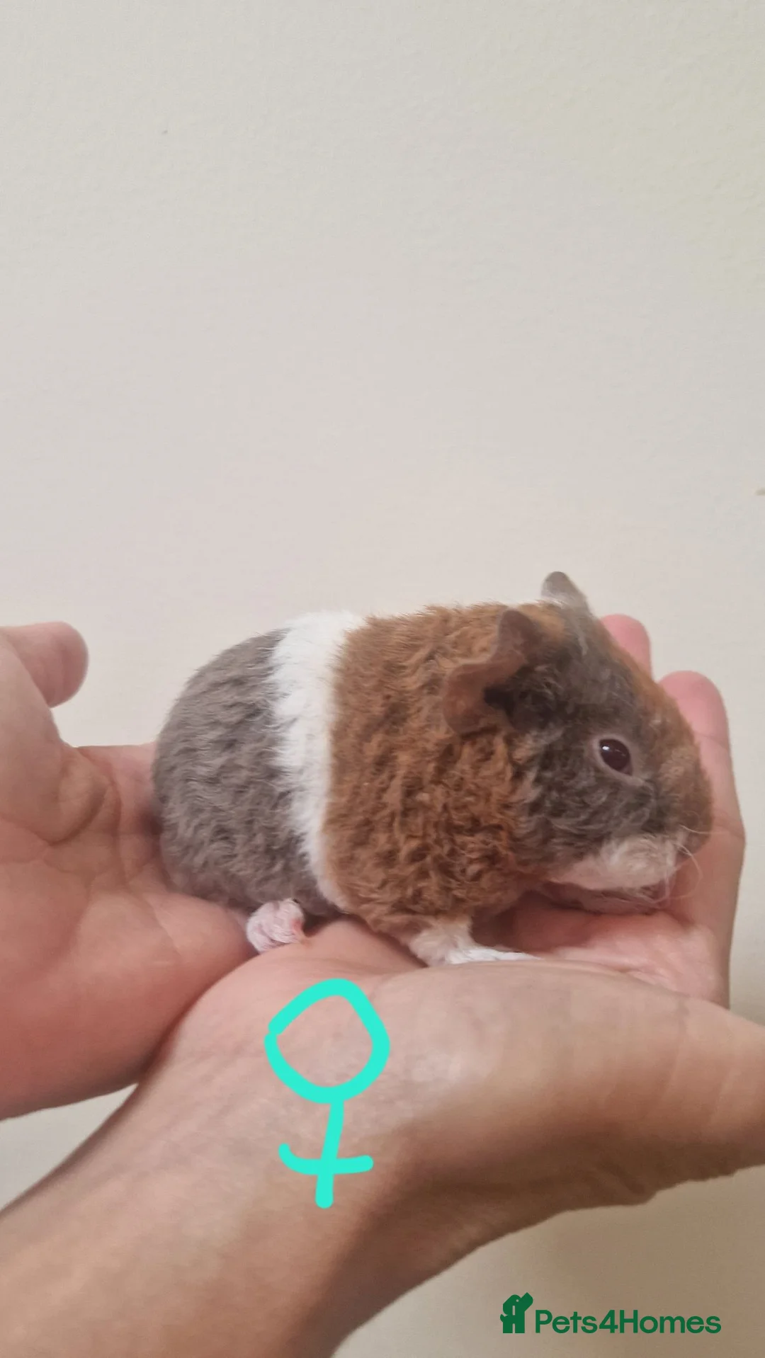 Guinea Pig rodents for sale: Teddy guinea pigs in Leicester - Advert 1