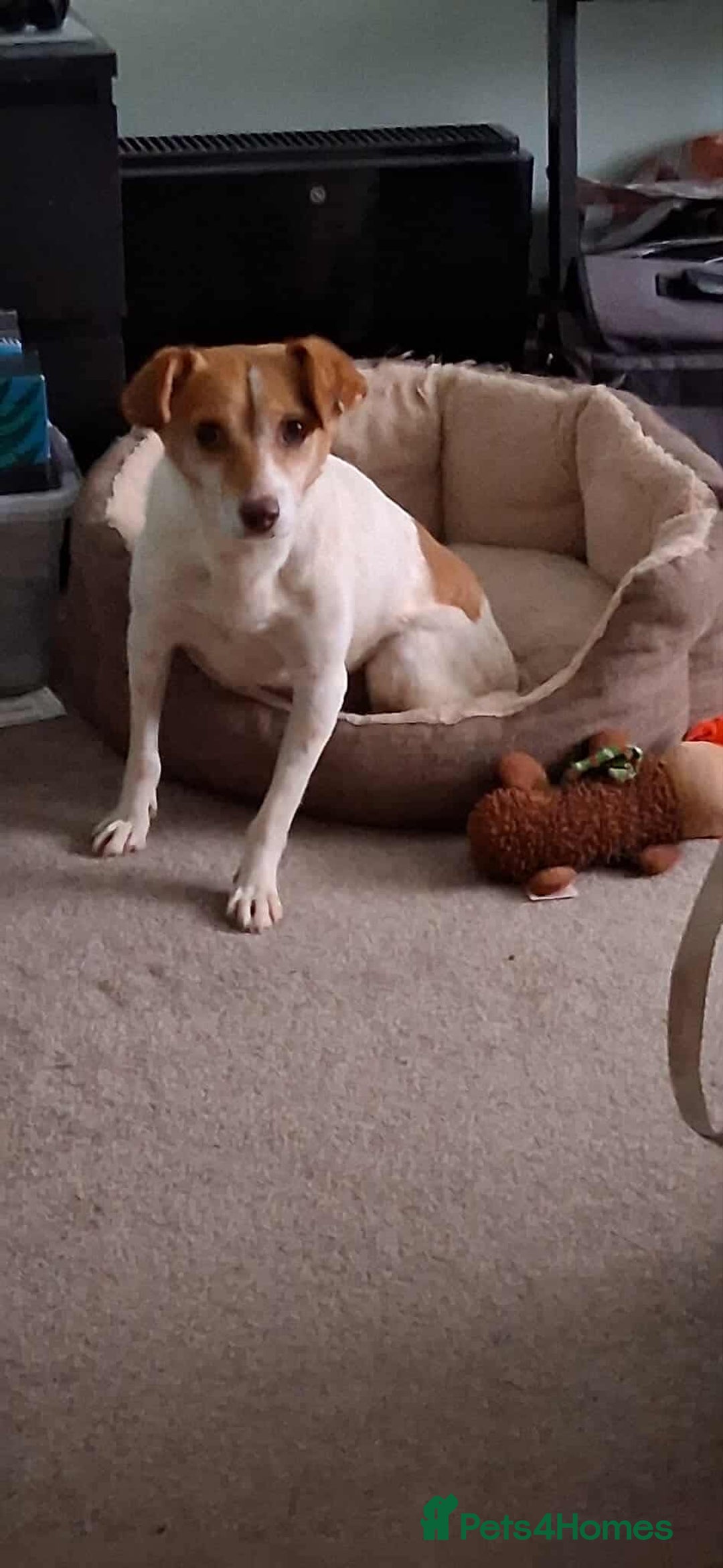 Jack Russell dogs for adoption: Lovely Pepper  - Image 13