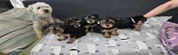 Yorkshire Terrier dogs for sale:  5- Adorable Yorkshire Terrier Puppies  - Advert 14