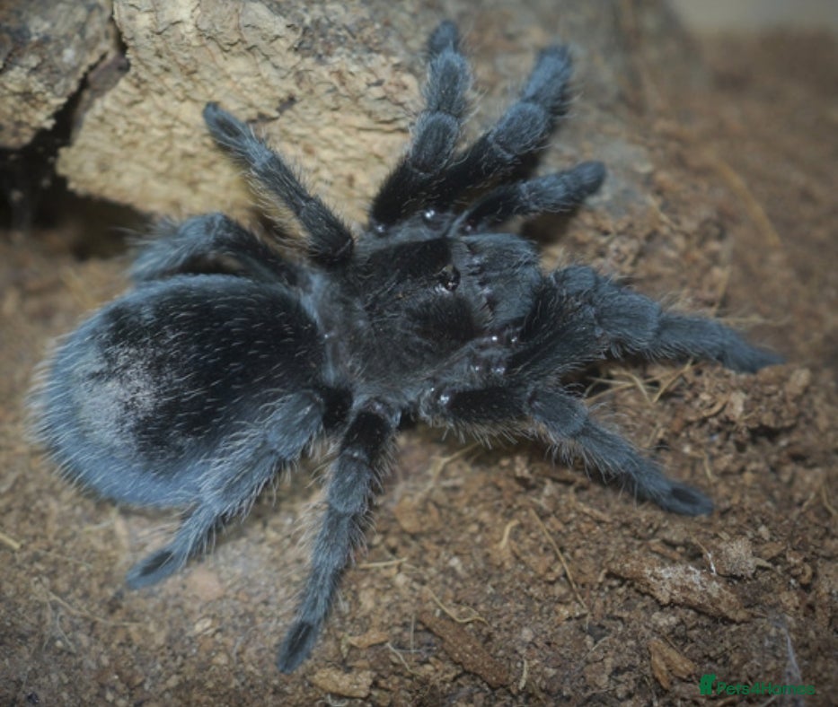 Tarantulas invertebrates TARANTULAS - Pulchra, Immanis, Iheringi & more... - Advert 4