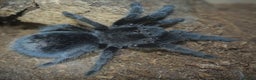 Tarantulas invertebrates for sale: TARANTULAS - Pulchra, Immanis, Iheringi & more... - Advert 1