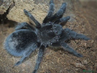 Tarantulas invertebrates TARANTULAS - Pulchra, Immanis, Iheringi & more... - Advert 3