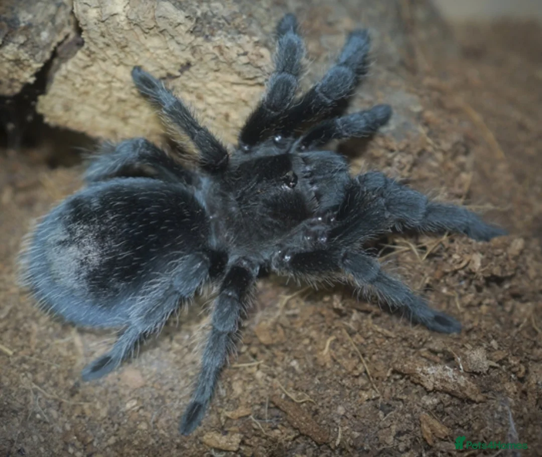 Tarantulas invertebrates for sale: TARANTULAS - LAST FEW LEFT!!! - Advert 2