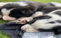 Border Collie dogs for sale: Adorable Border Collie pups for sale - Image 10