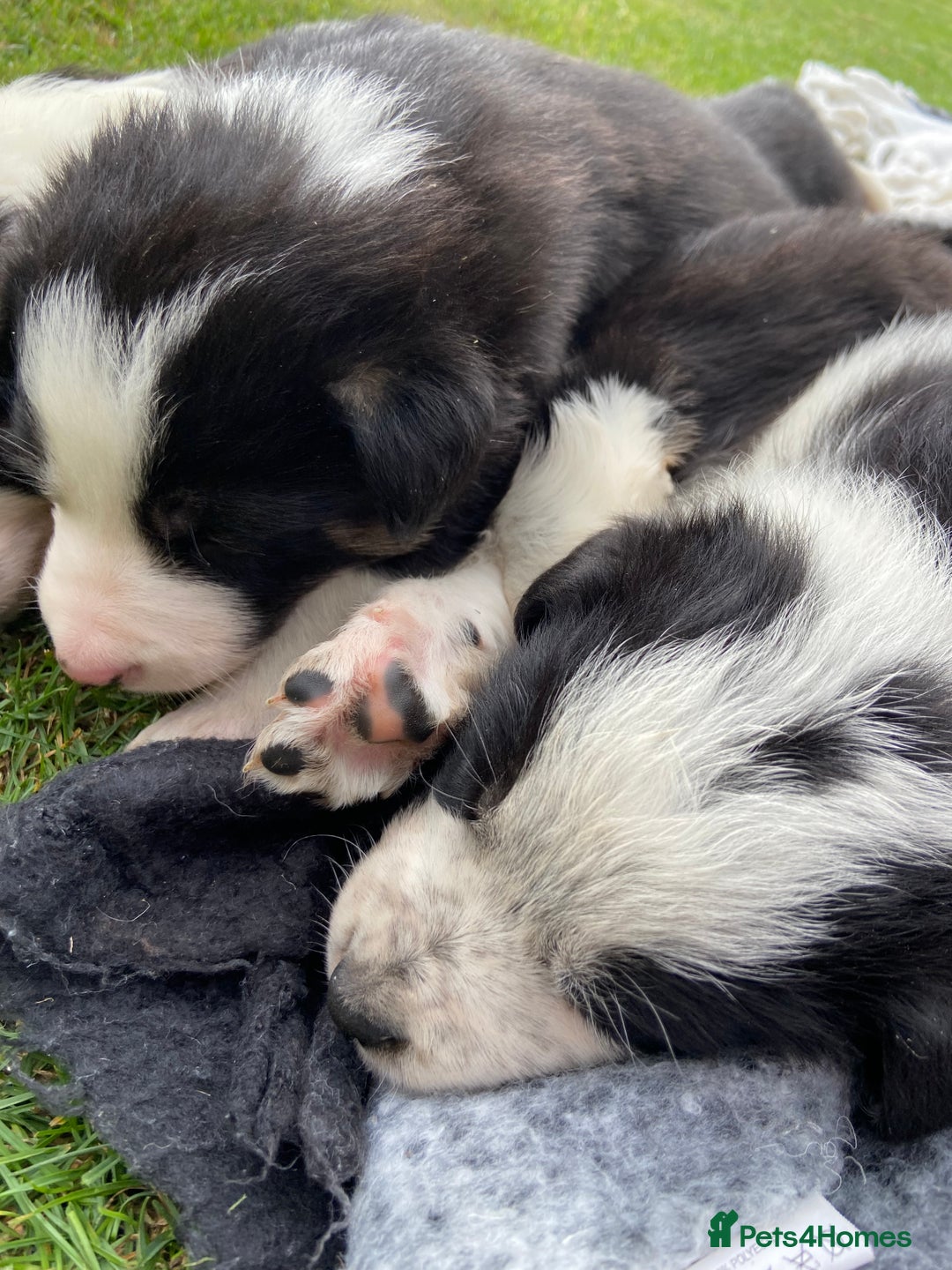 Border Collie dogs for sale: Adorable Border Collie pups for sale - Image 10