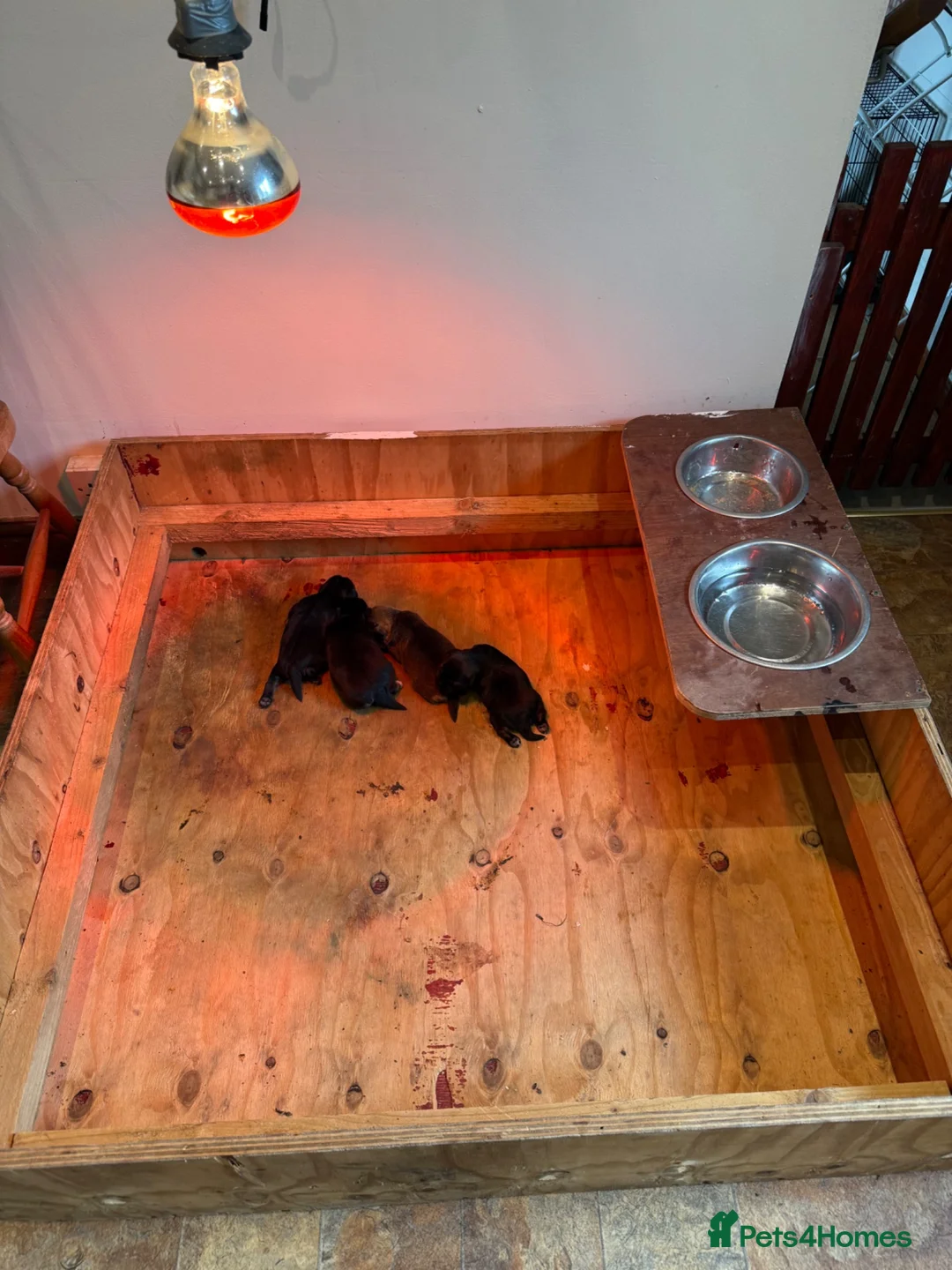 Patterjack dogs for sale: Patajack Puppies   - Advert 12