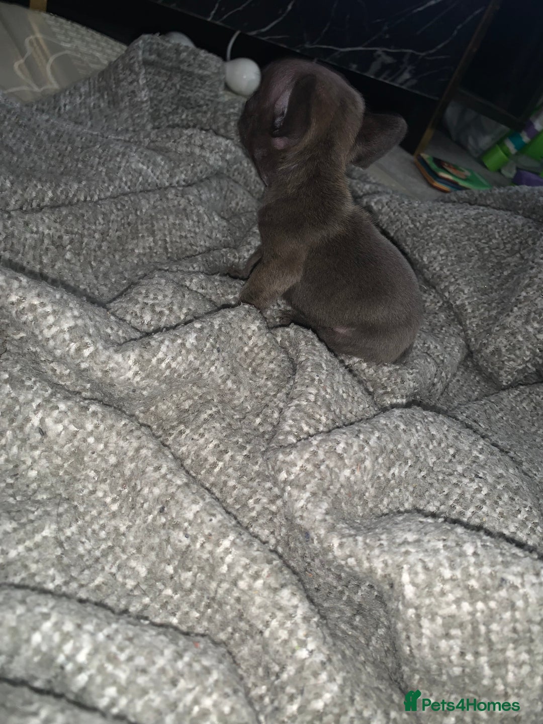 French Bulldog dogs for sale: REDUCED!!🥰Ready SOON 🐾 French bulldog puppies - Image 24