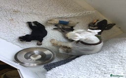 Miniature Schnauzer dogs for sale: Fully Health Tested KC Reg Mini Schnauzer pups - Image 2