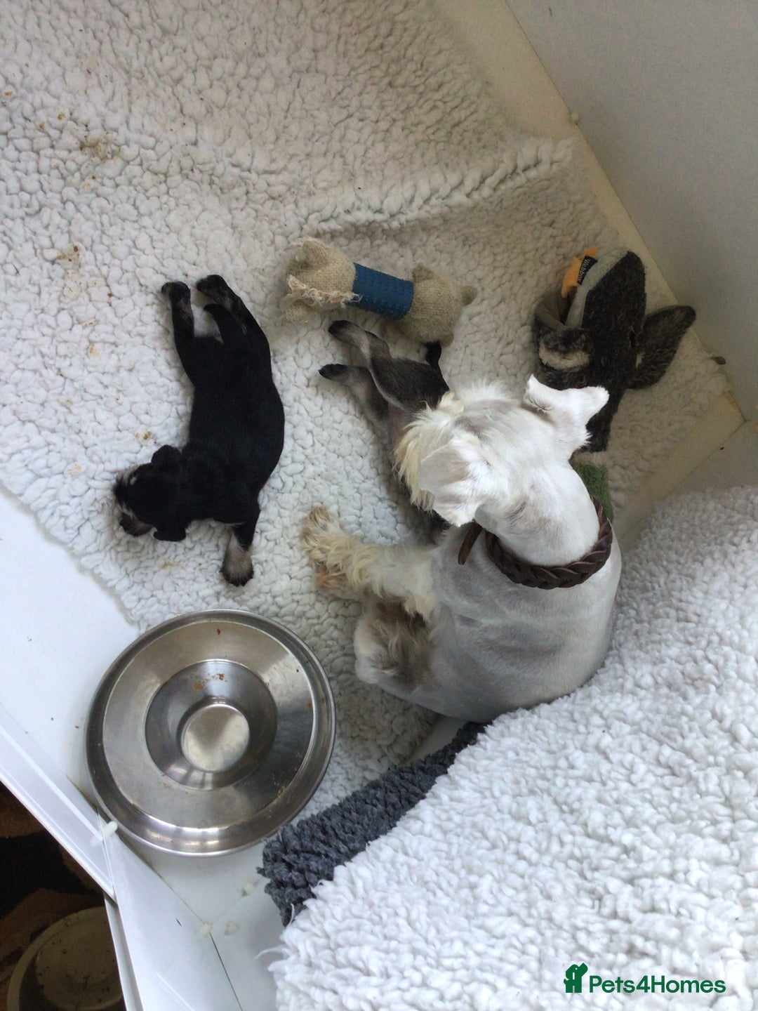 Miniature Schnauzer dogs for sale: Fully Health Tested KC Reg Mini Schnauzer pups - Image 2