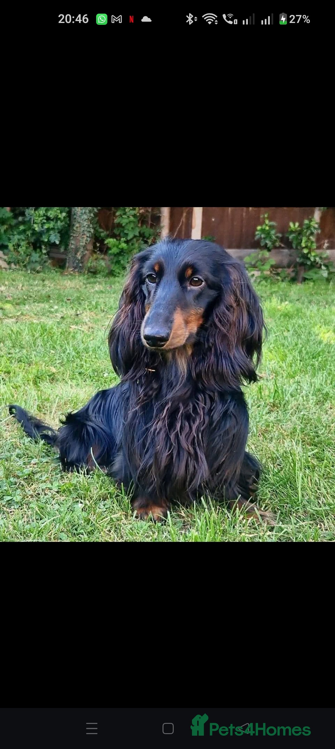 Miniature Dachshund dogs for sale: Stunning  KC Reg Puppies,  Health Tested Parents - Advert 6