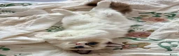 Ragdoll cats for sale: 💠🐈 TICA REG 🌟 EUROPEAN RAGDOLL KITTENS 🐈💠 - Advert 6