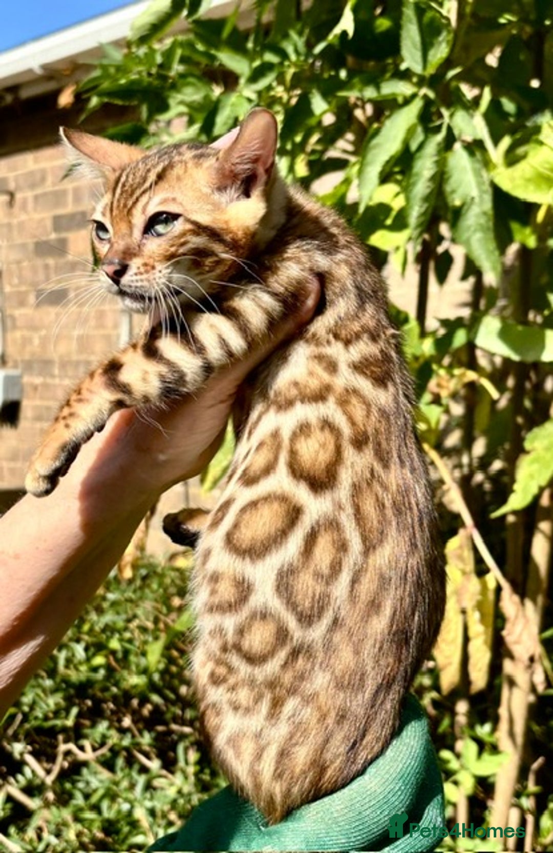 Bengal cats for sale: Stunning brown rosetted male bengal kitten - Image 5