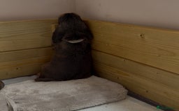 Cocker Spaniel dogs for sale: Sable Cocker Spaniels  - Image 12