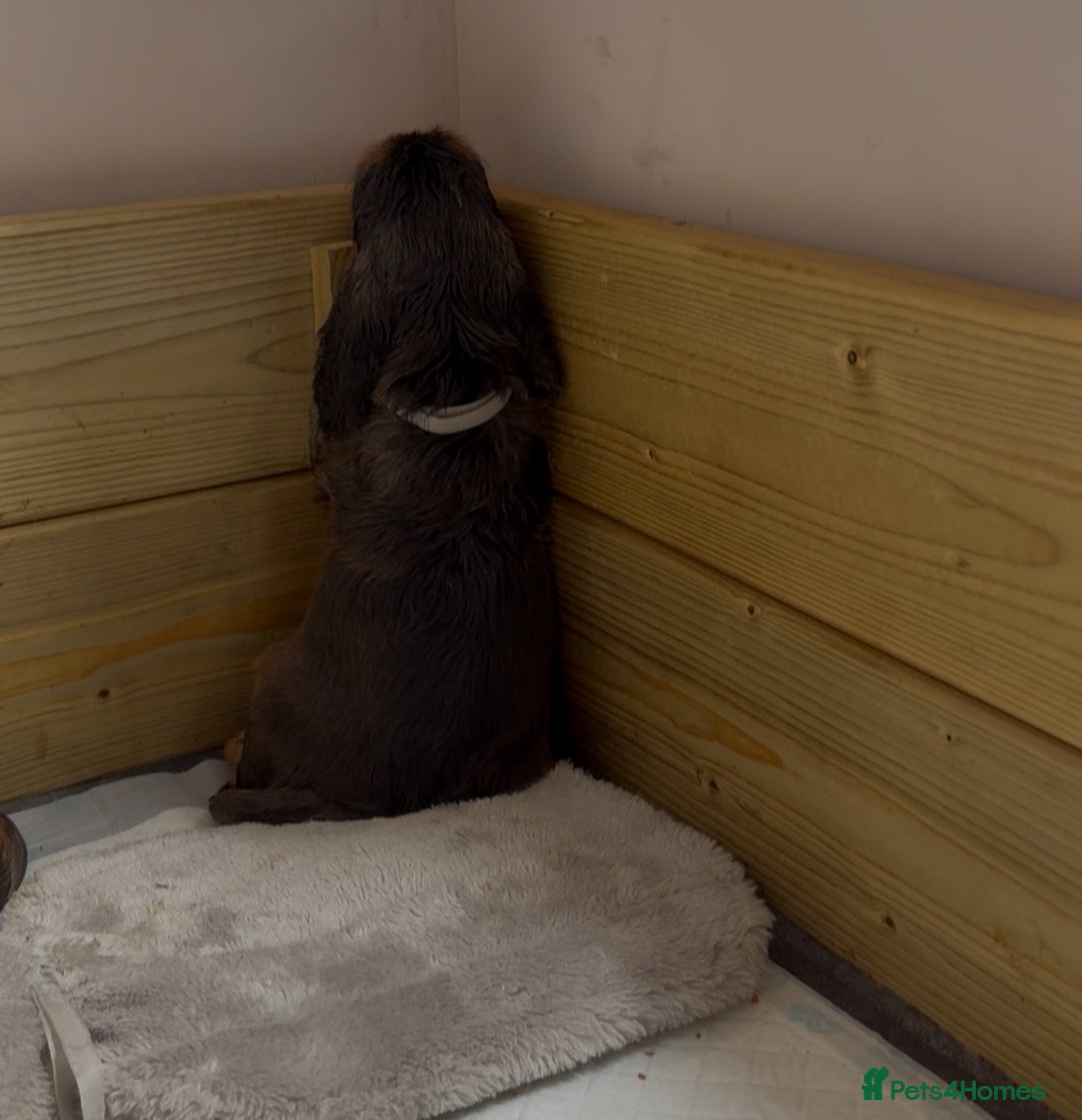 Cocker Spaniel dogs for sale: Sable Cocker Spaniels  - Image 12