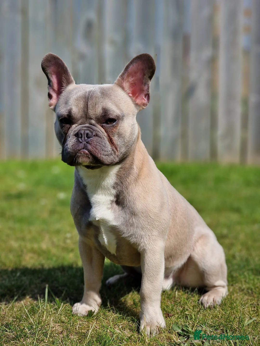 French Bulldog dogs for sale: Frenchie in need of forever home - Advert 1