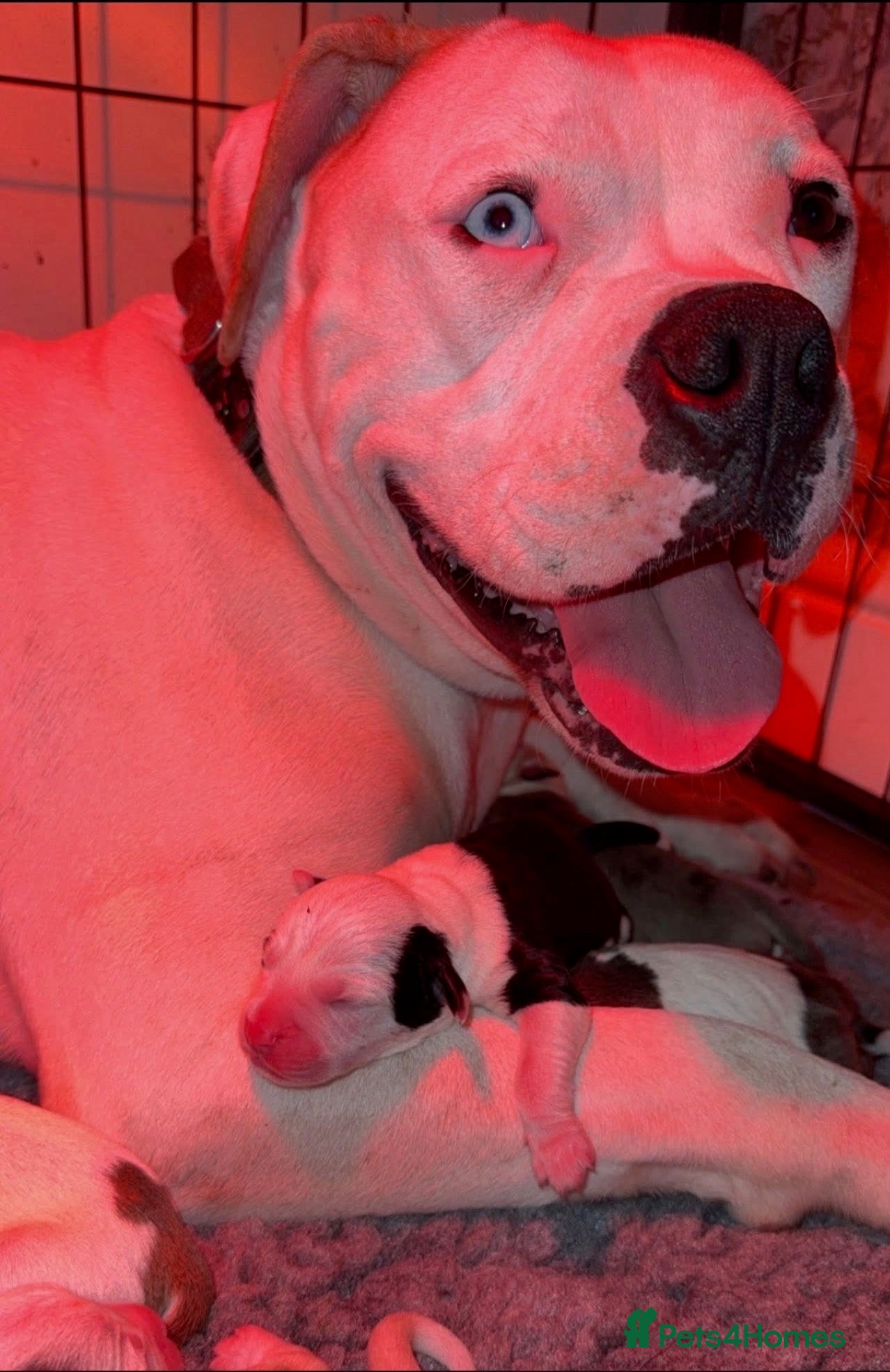Alapaha Blue Blood Bulldog dogs Odie 20 weeks old - Advert 3