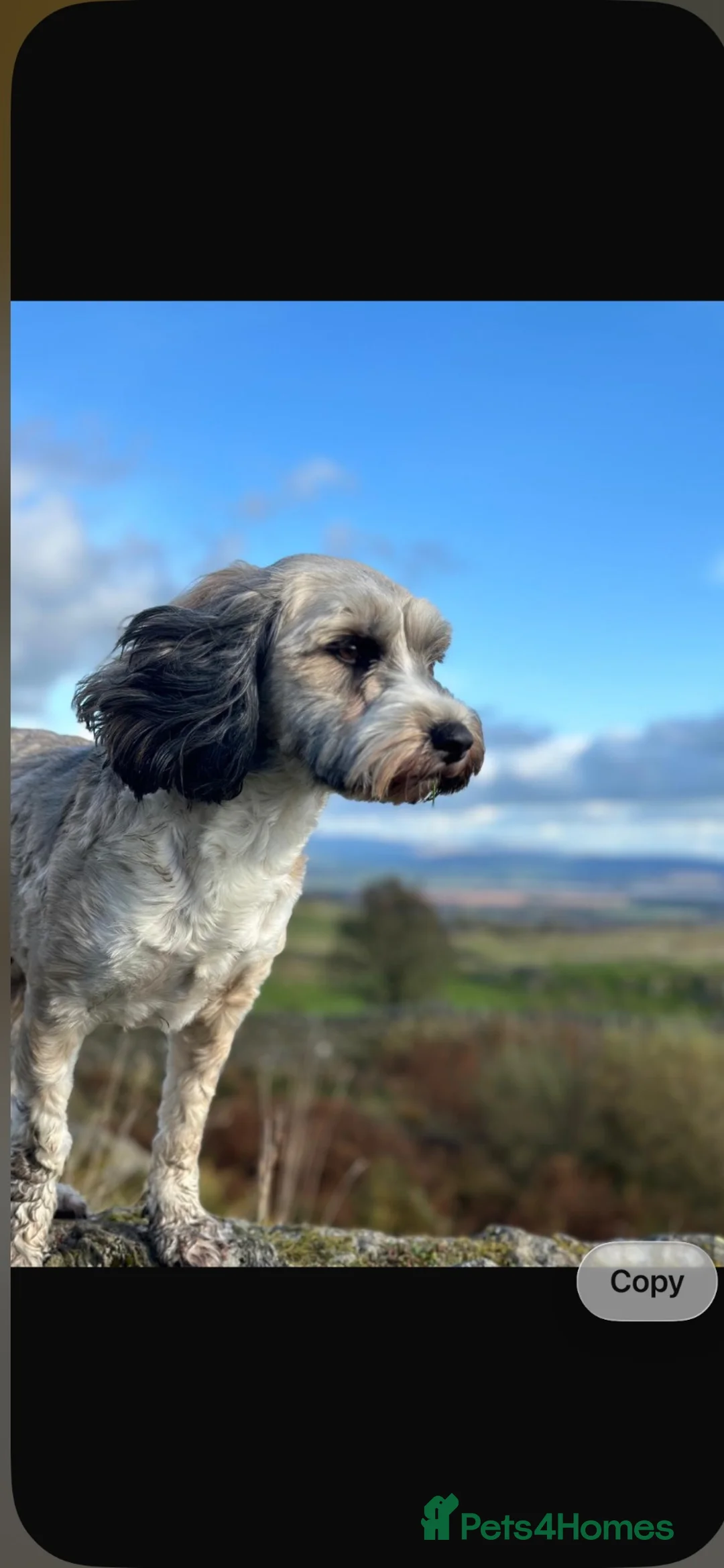 Tibetan Terrier dogs for sale: TT Gorgeous Girl 5years fully heath tested  - Advert 3