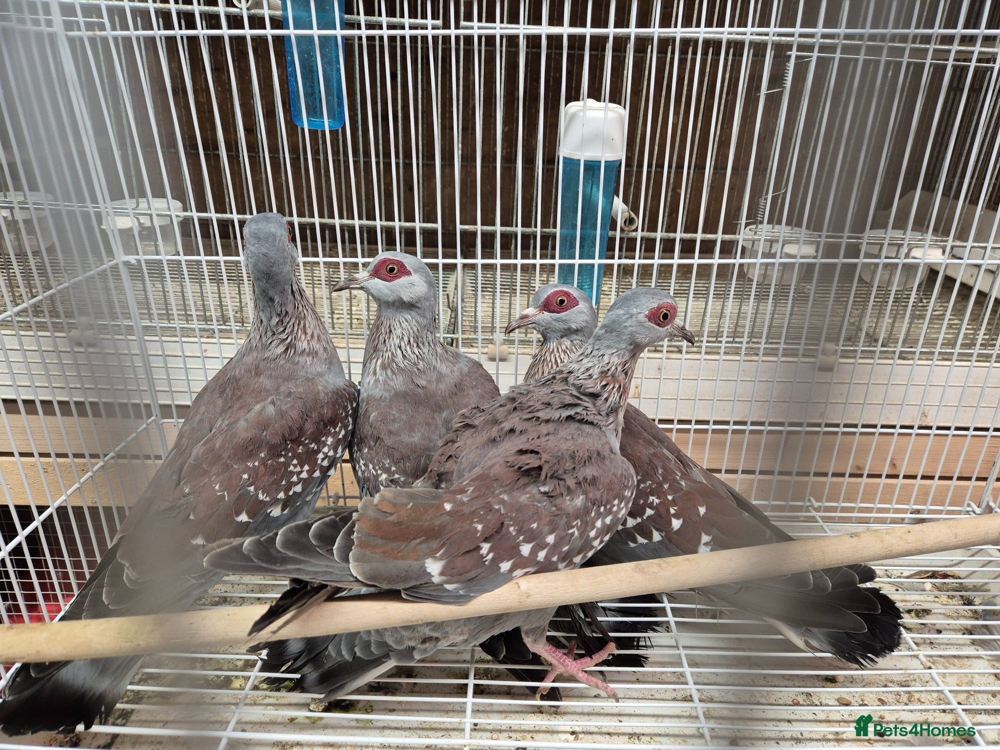 Parakeets birds Finches canarys parakeets parrots  - Advert 5