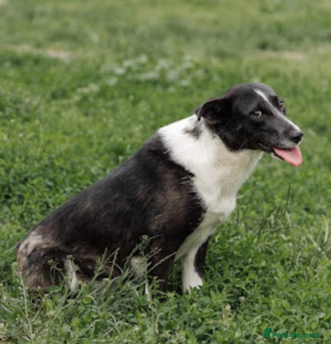 Mixed Breed dogs for adoption: ❤️Zoria❤️- medium-sized 2-year-old sunny girl  - Advert 20