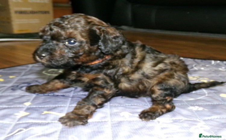 Toy Poodle dogs - Advert 8