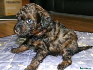 Toy Poodle dogs KC registered sable toy poodles - Advert 11