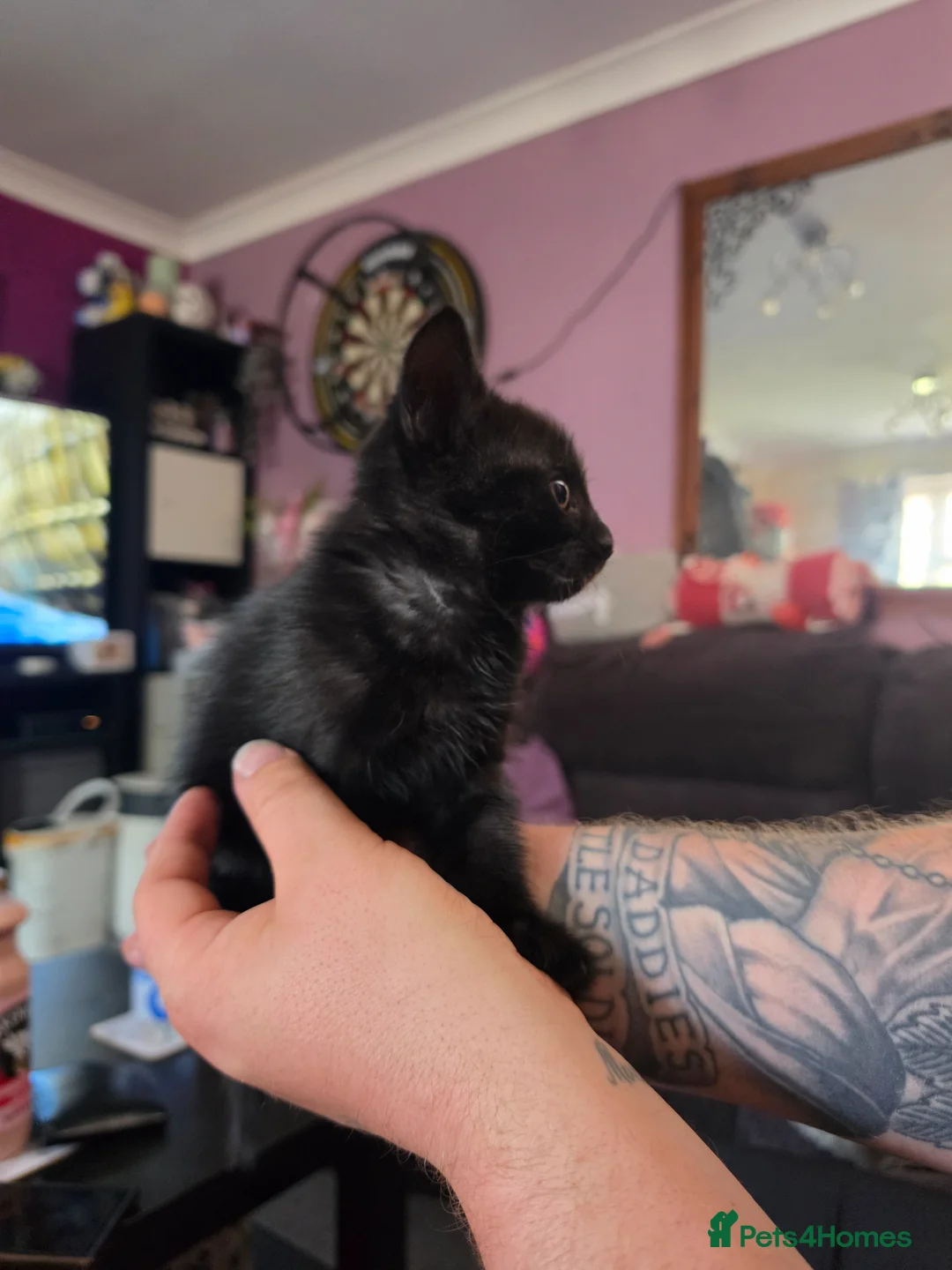 Mixed Breed cats for sale: Kittens ready to leaven - Advert 2